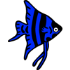 Blue Angelfish