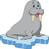 Walruses