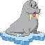 Walruses
