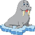 Walruses