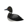 Loons