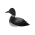 Loons