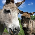 Donkeys