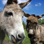 Donkeys