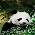 Giant Pandas