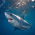 Makos