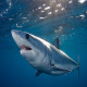 Makos