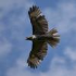Hawks