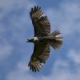 Hawks