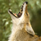 Coyotes