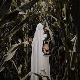 Corn Ghosts