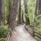 Redwoods