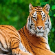 Tigers