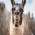 Fighting Llamas