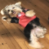 Yorkies