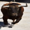 Bulls
