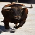 Bulls