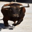 Bulls