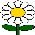 Daisies