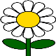 Daisies