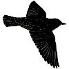 Starlings