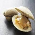 Clams