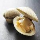 Clams