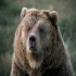 Bears