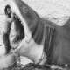 Jaws