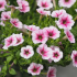 Petunias