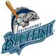 Bluefish