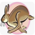Jackrabbits