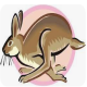 Jackrabbits