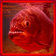 PIRANHAS