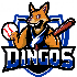 Dingos