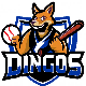 Dingos