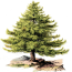 Pines