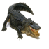 Gators