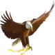 Eagles