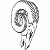 Rams