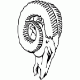 Rams