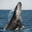 Whales