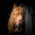 PIT BULLS