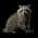 Raccoons
