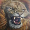 Savage Cats
