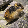 LEMMINGS