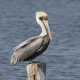 Pelicans