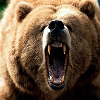 Grizzlies