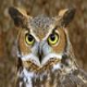 Owls