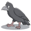 Crows